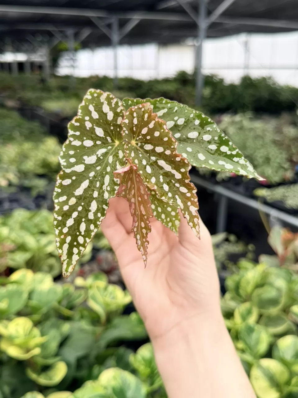 Begonia BS Mac Spotlight Green Specific 4” Pot 9504FEP | F thumbnail