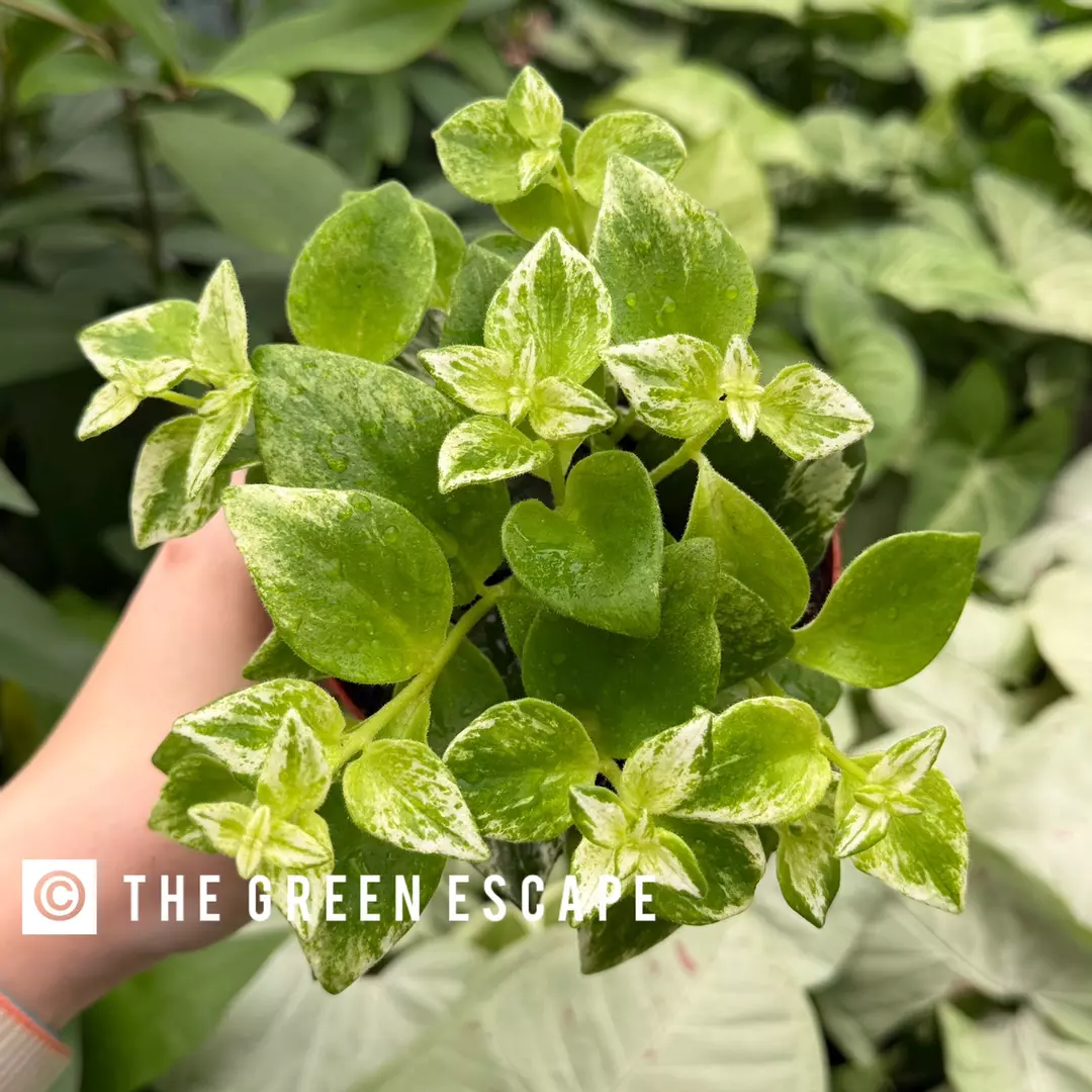 Variegated Lipstick Lobbianus 4” Pot Growers Choice thumbnail