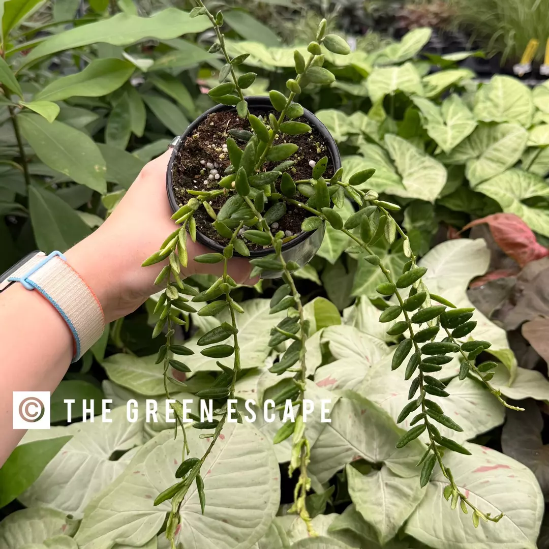 Hoya Engleriana 4” Pot Growers Choice thumbnail