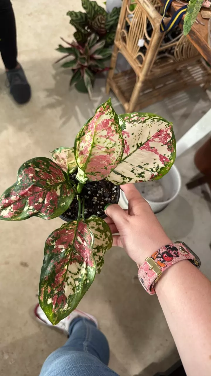 Pink Tricolor thumbnail