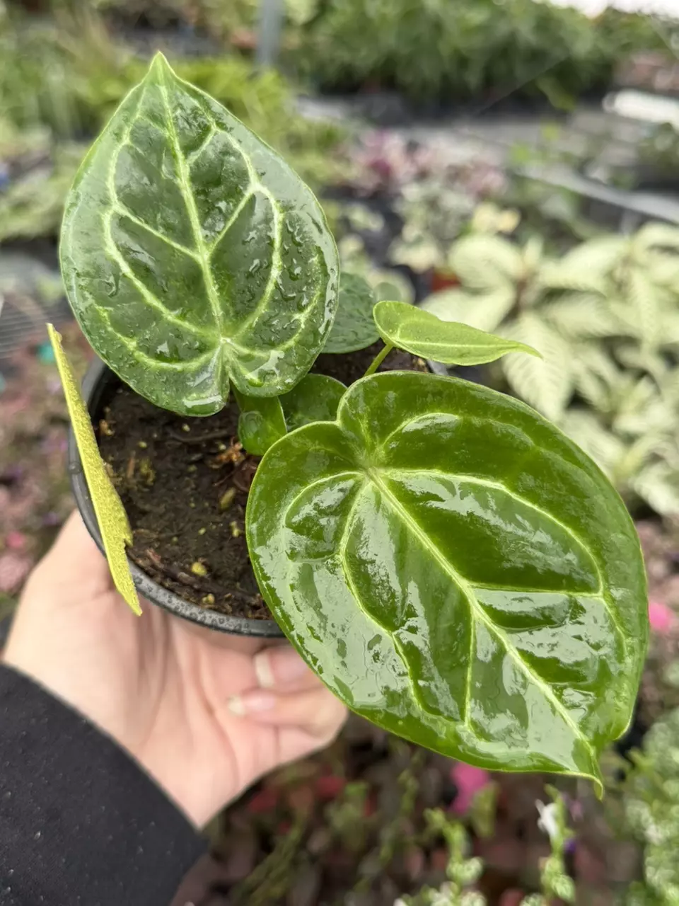 Anthurium Forgetii x Carla Specific 4” Pot 9414SMP | F thumbnail