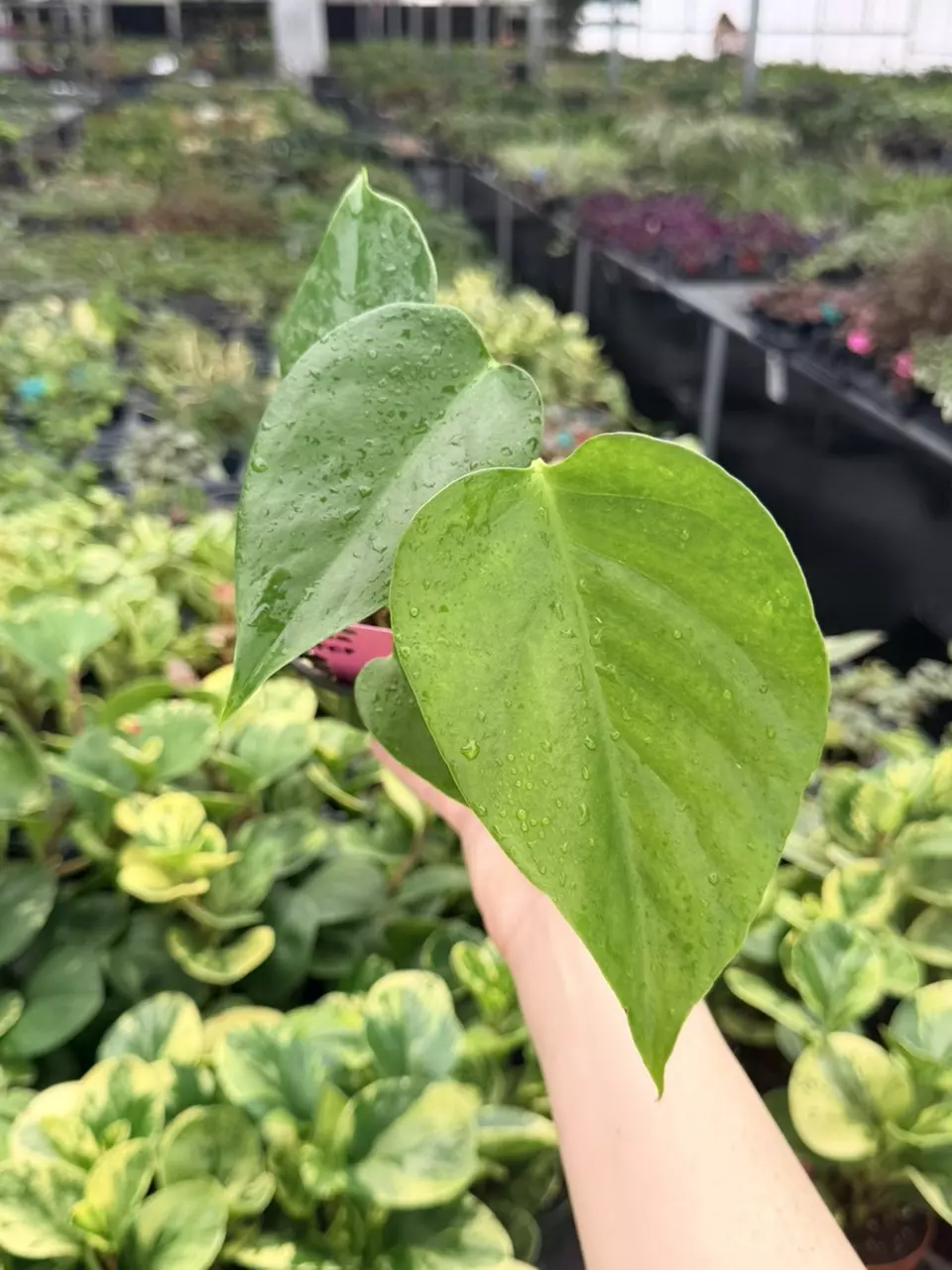 Monstera Sierrana Specific 4” Pot 9098FEP | F thumbnail
