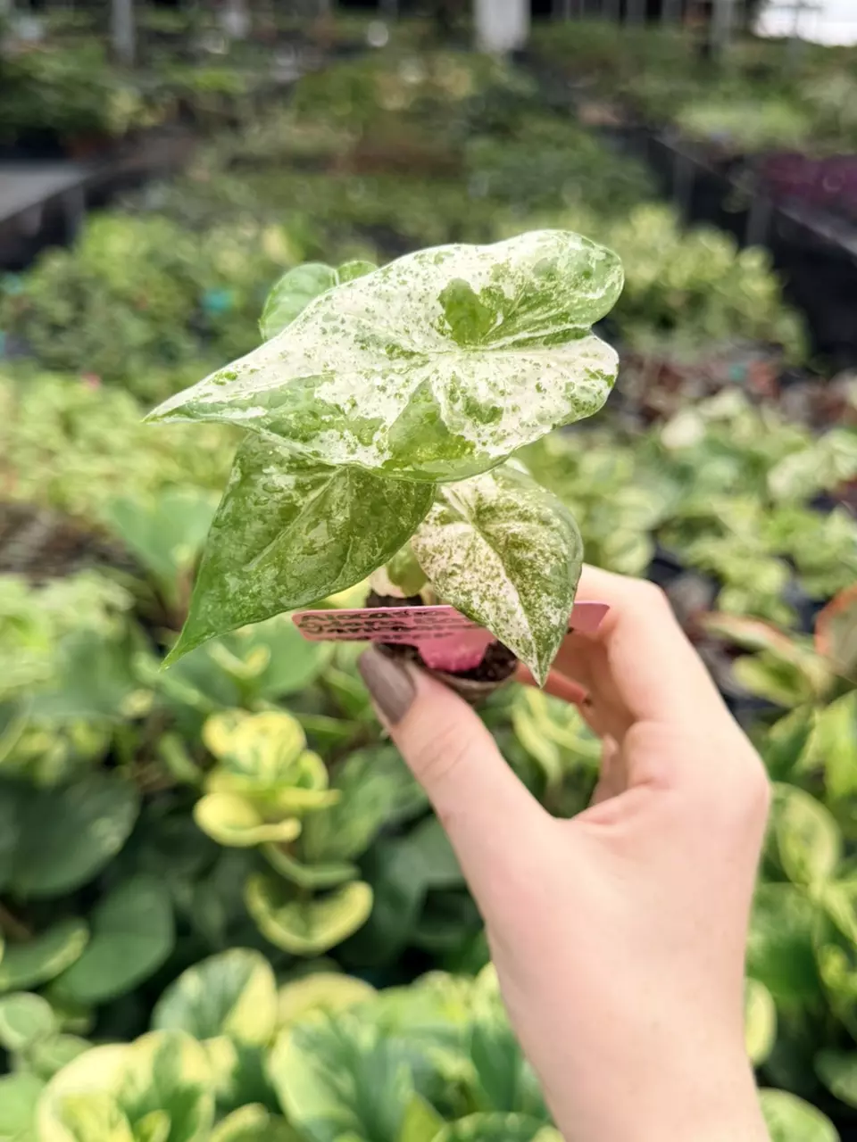 Alocasia Snow Ordora Batik Variegated Specific Starter 9503FEP | F thumbnail