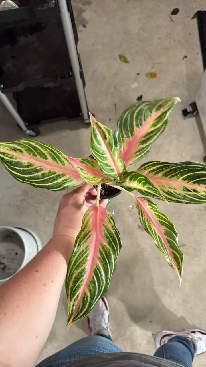 Pink Panama thumbnail