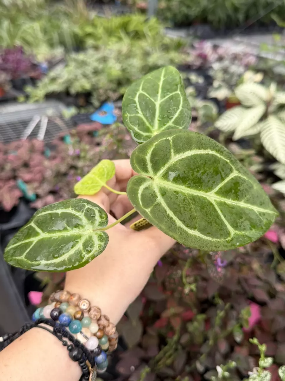 Anthurium Blue Papi x Carla Specific Starter 9410SMP | F thumbnail