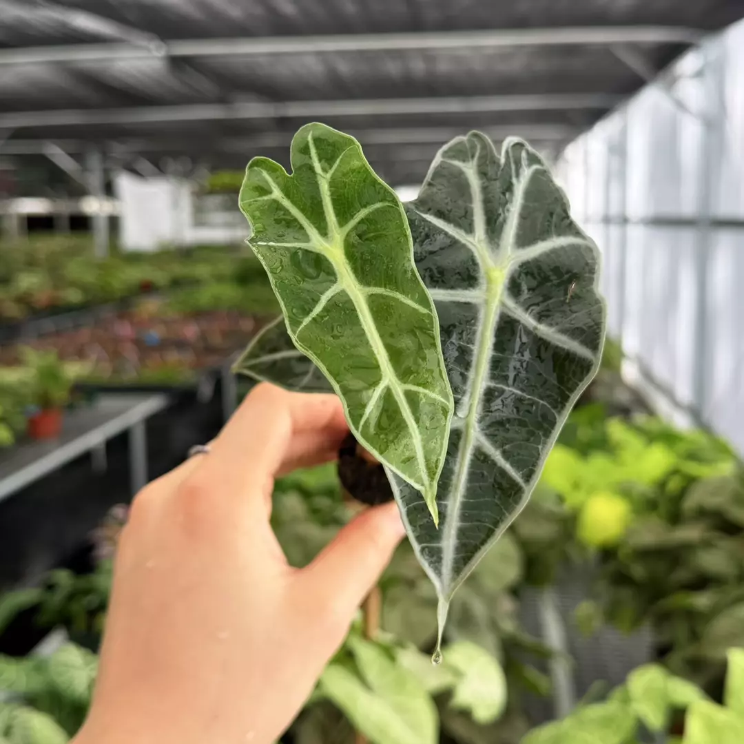 Alocasia Polly Specific Starter Plant 9178ZSP | F | thumbnail