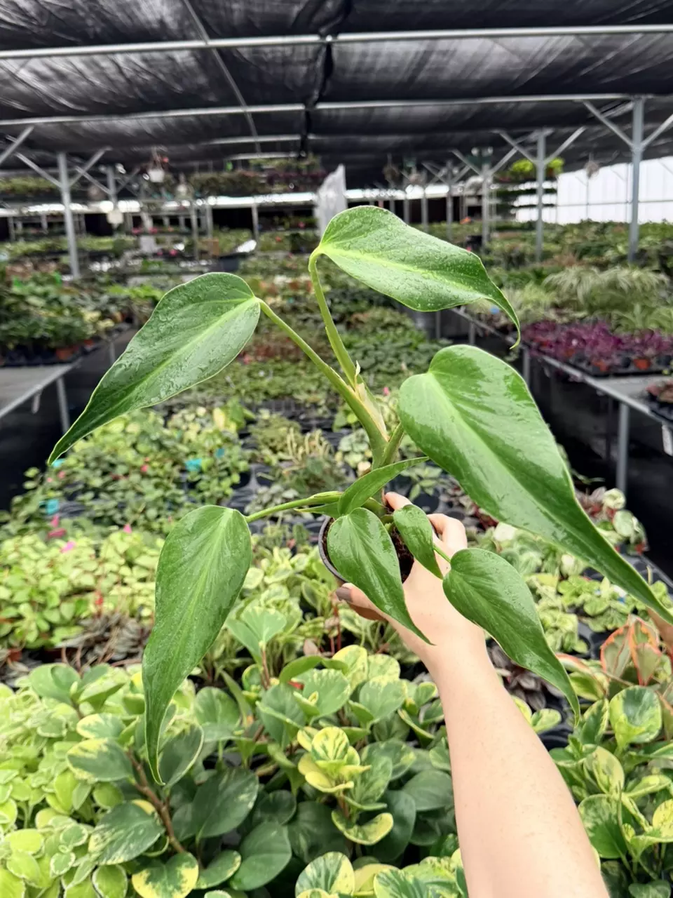 Monstera Burle Marx Flame Specific 4” Pot 9093FEP | F thumbnail