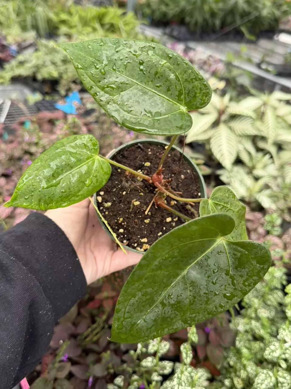 Anthurium Hulk x Velvet Moira Specific 4” Pot 9413SMP | F thumbnail