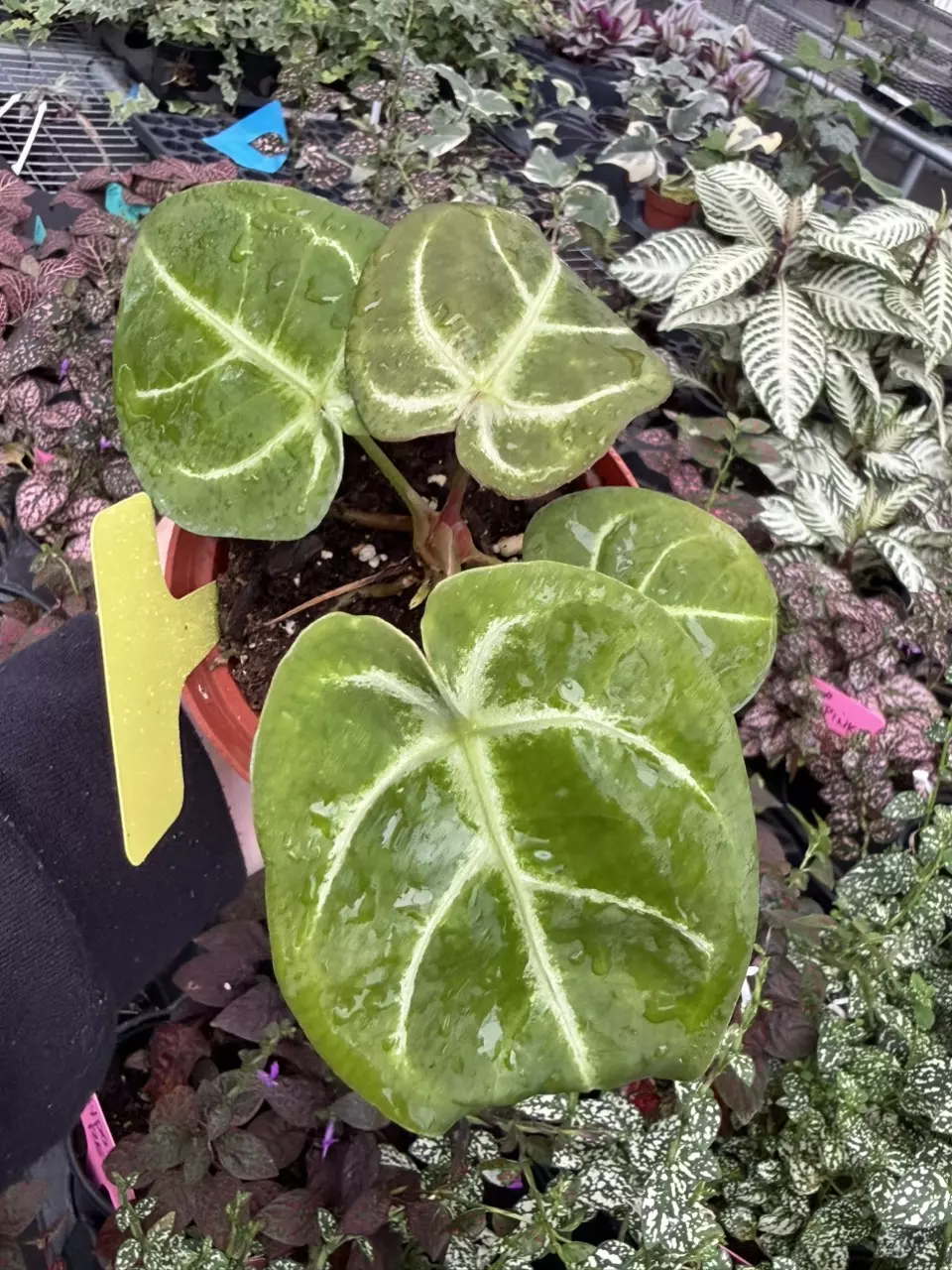 Anthurium Hoffmanii x Red Gunsal Specific 4” Pot 9412SMP | F thumbnail