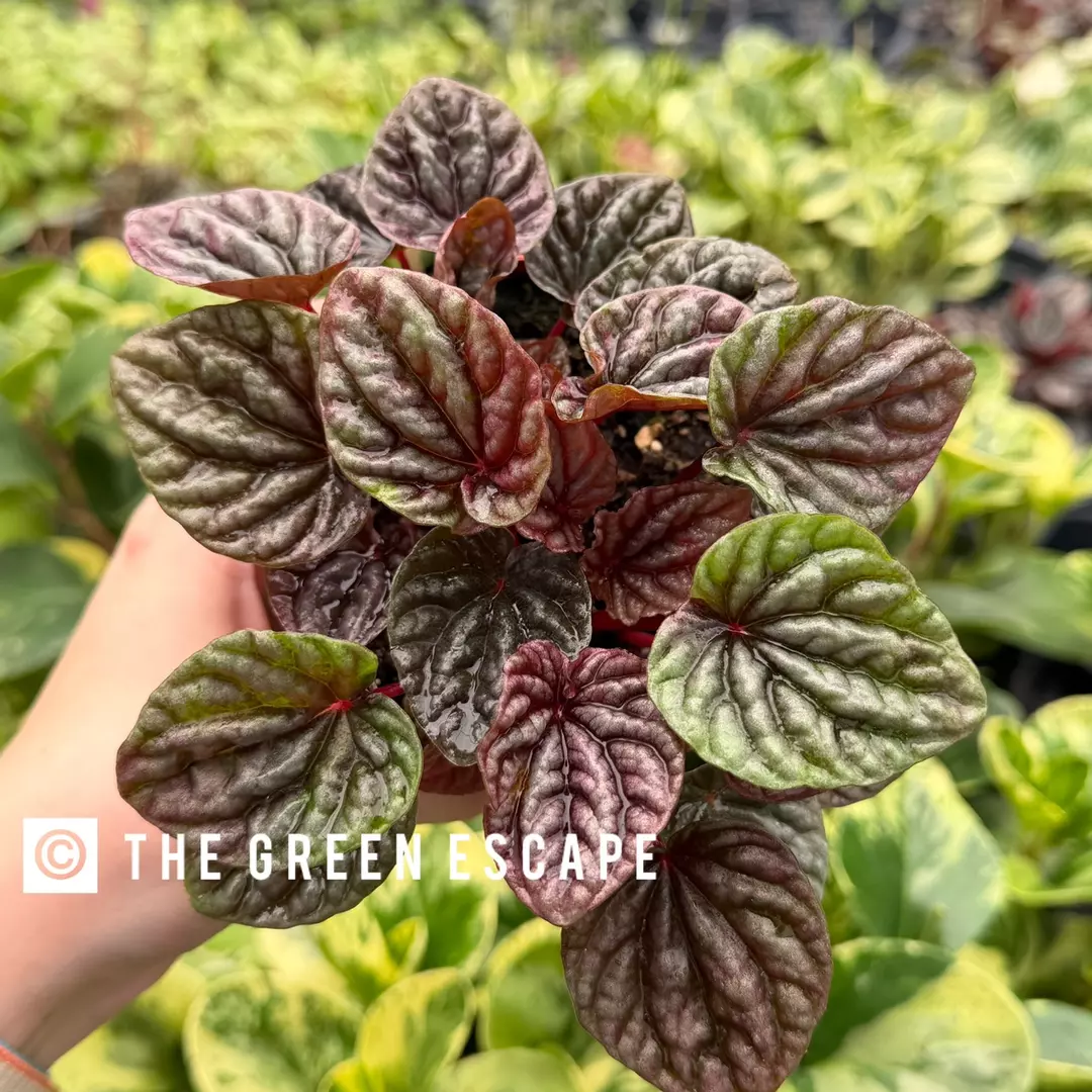 Peperomia Luna Red 4” Pot Growers Choice thumbnail