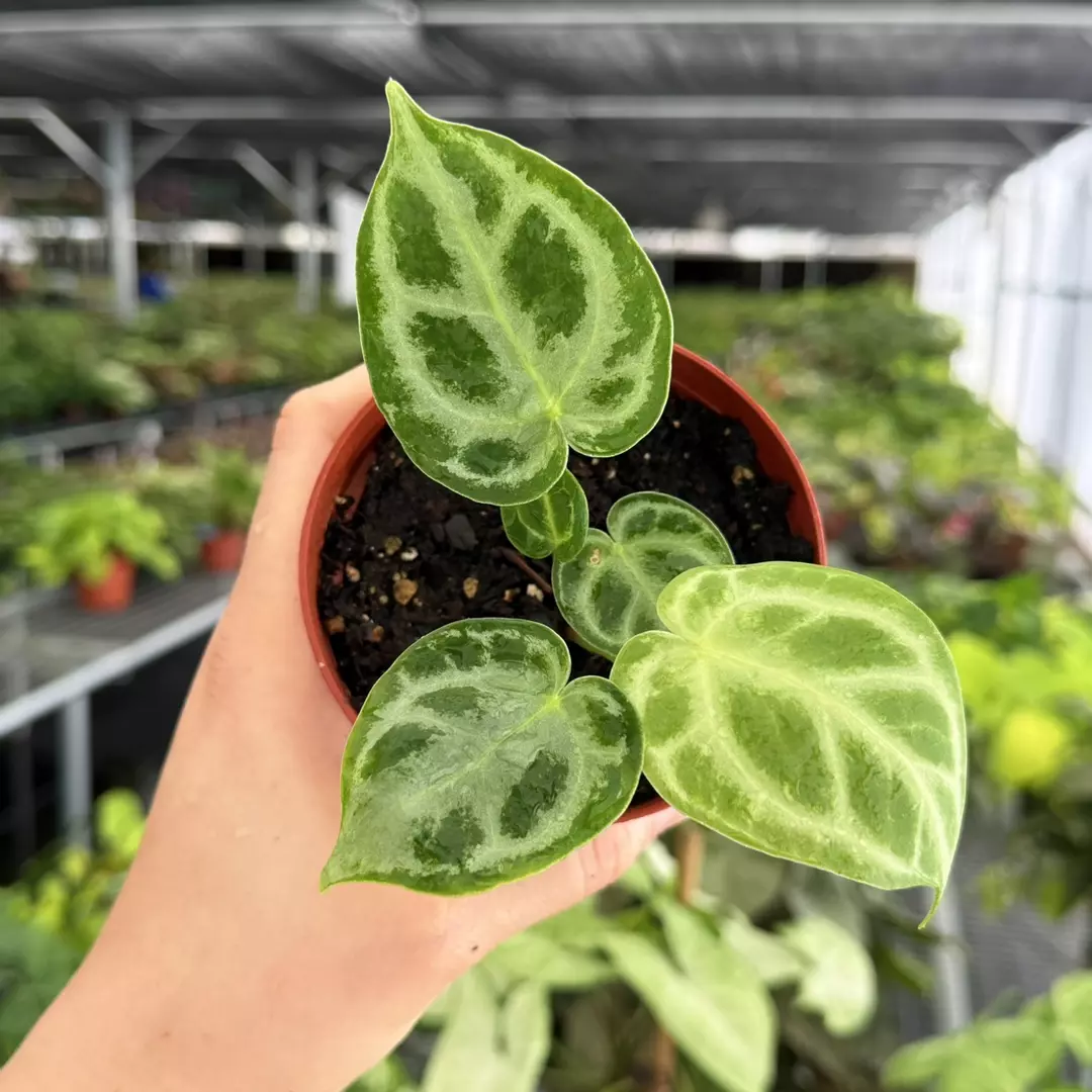 Anthurium Silver Blush x Dorayaki Specific 4” Pot 9187ZSP thumbnail