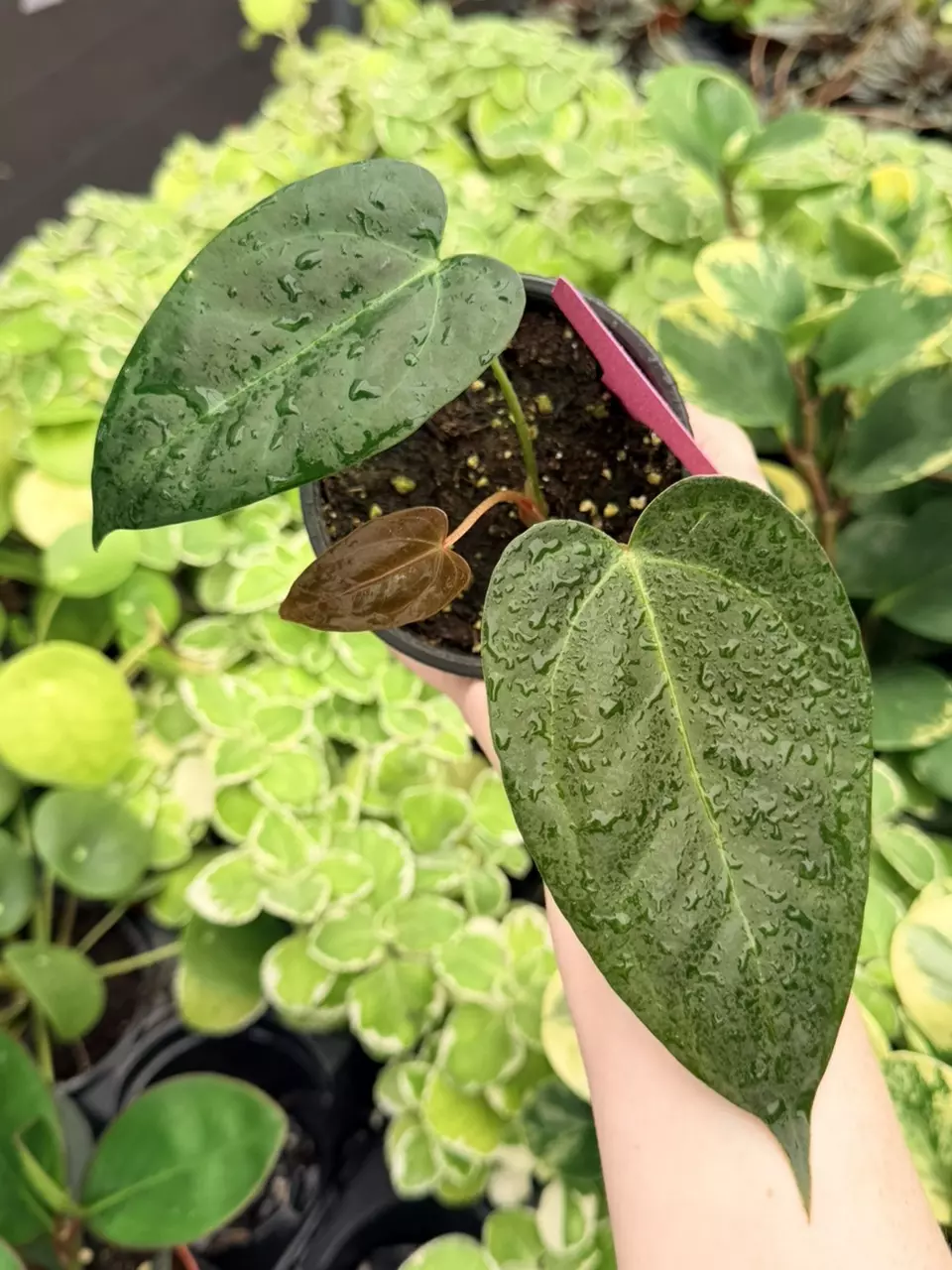 Anthurium No ID Specific 4” Pot 9501FEP | F thumbnail