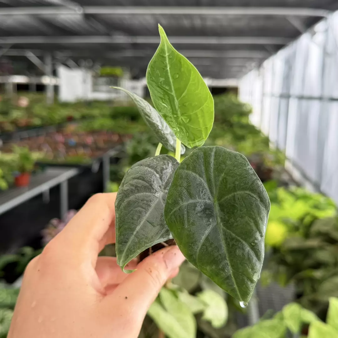 Alocasia Maharani Specific Starter Plant 9183ZSP | F | thumbnail