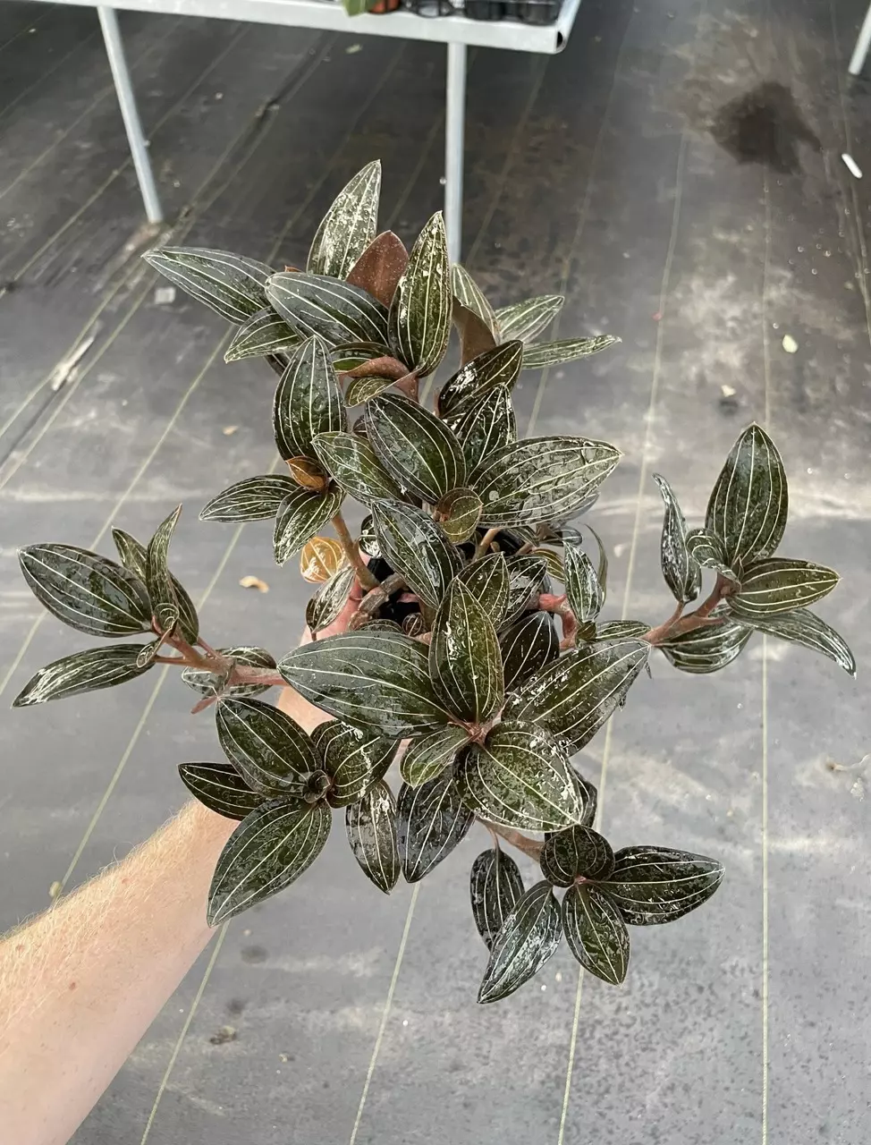 Ludisia discolor “4 pot growers choice thumbnail