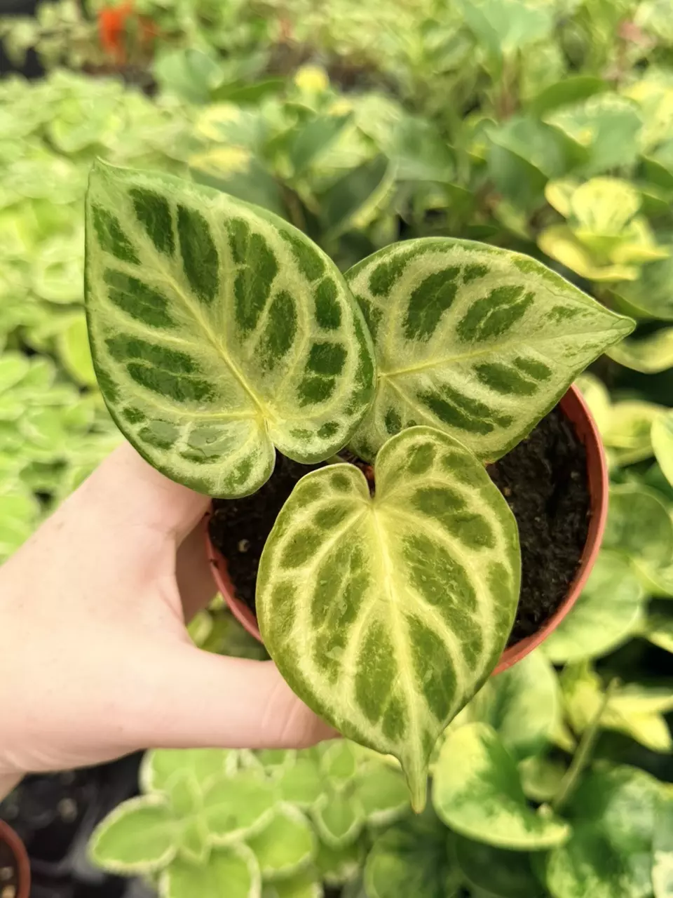 Anthurium Silver Blush x Dorayaki Silver Bowl Specific 4” Pot 9099FEP | F thumbnail