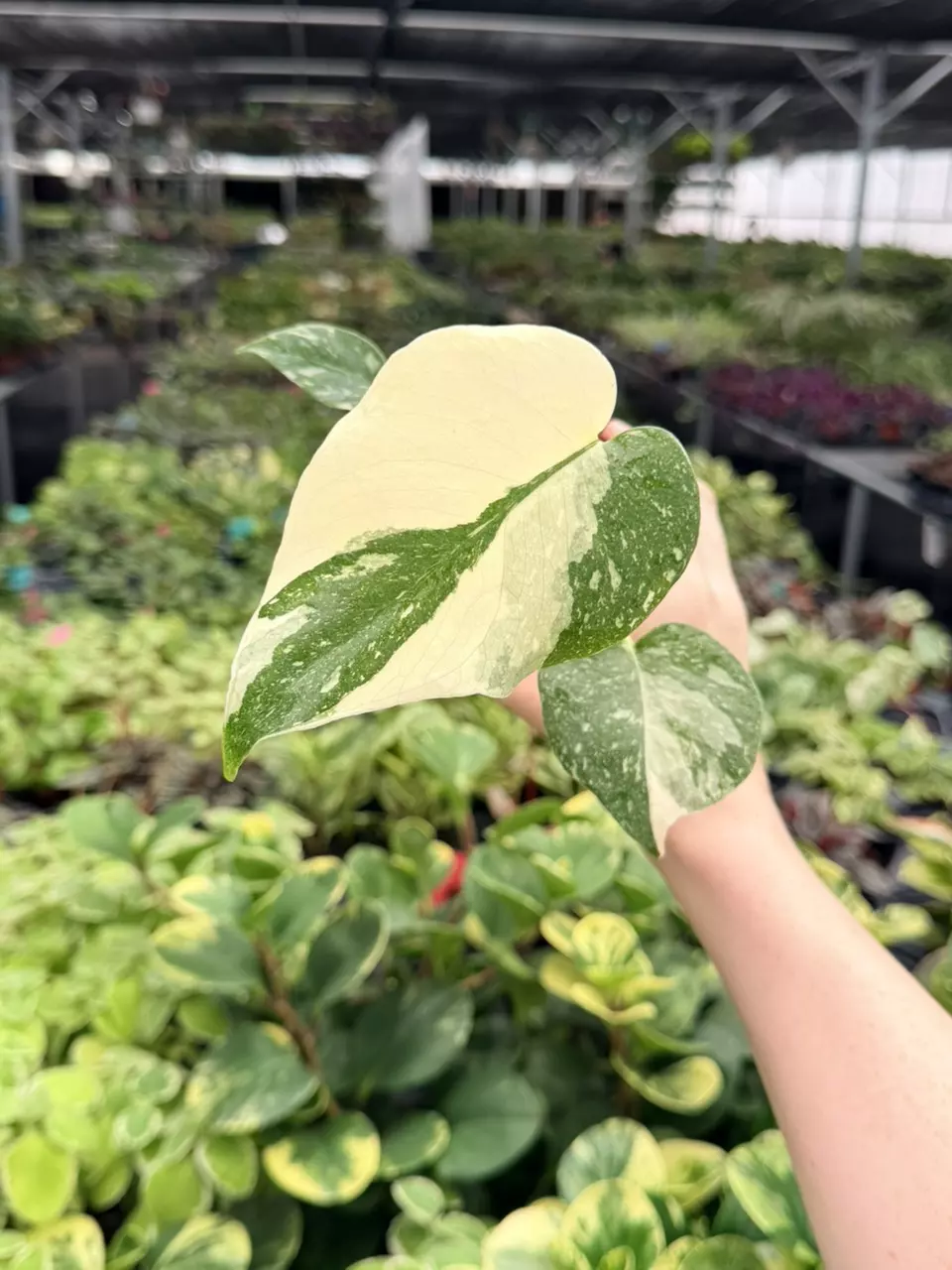 Monstera Thai Constellation Specific 4” Pot 9095FEP | F thumbnail