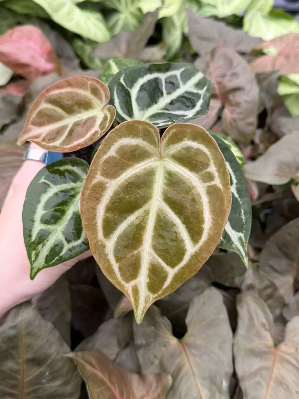 Anthurium Dorayaki x MBR Specific 4” Pot 9322EMP | FF thumbnail