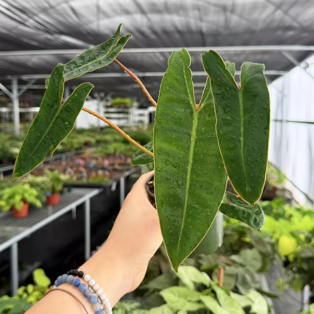 Philodendron Billienum Specific 4” Pot 9173ZSP | F | thumbnail