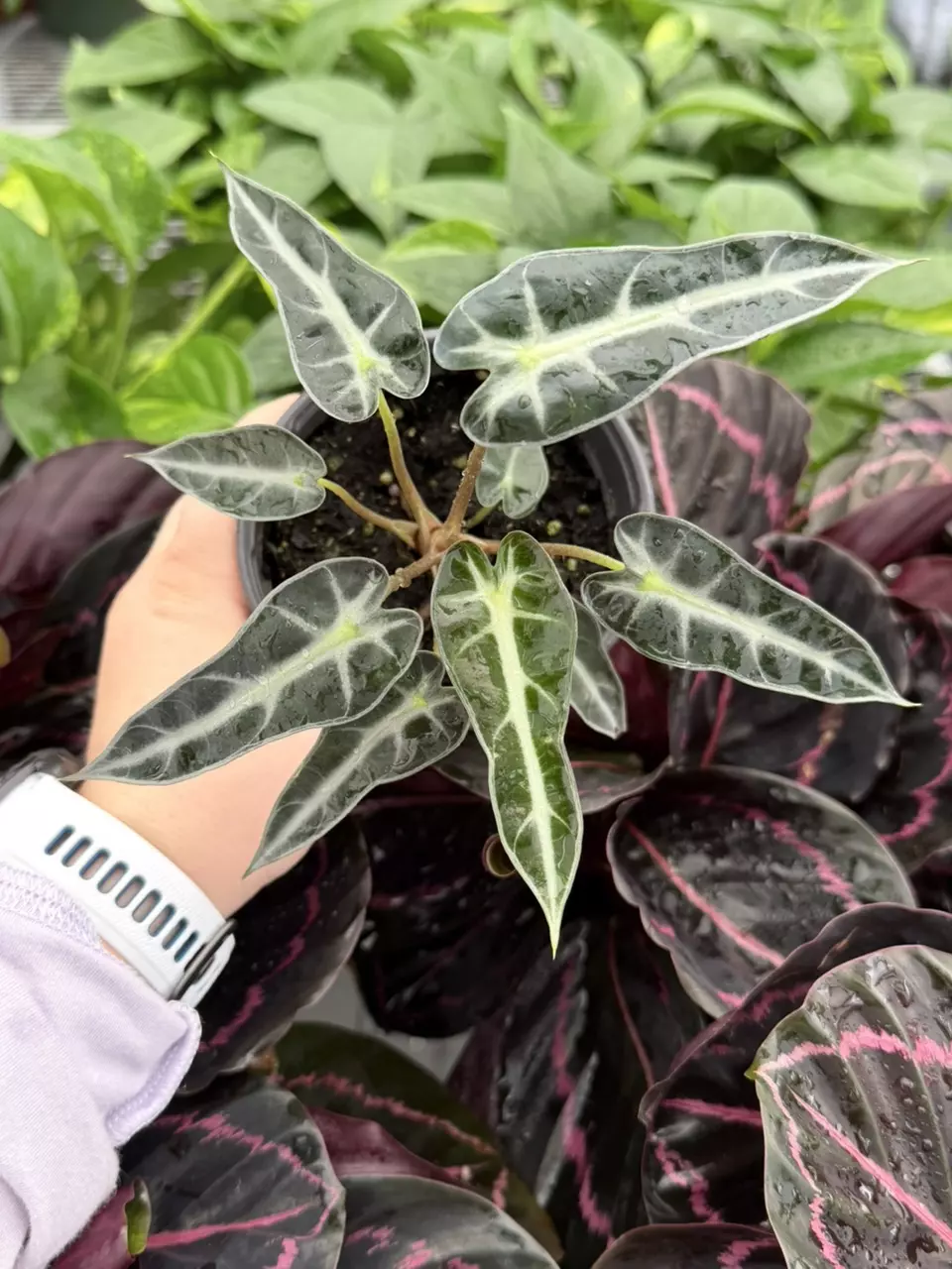 Alocasia Bambino 4” Pot Specific 9265LSP | FF thumbnail