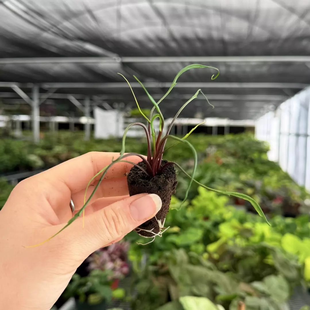Alocasia Flying Squid Specific Starter Plant 9179ZSP | F | thumbnail