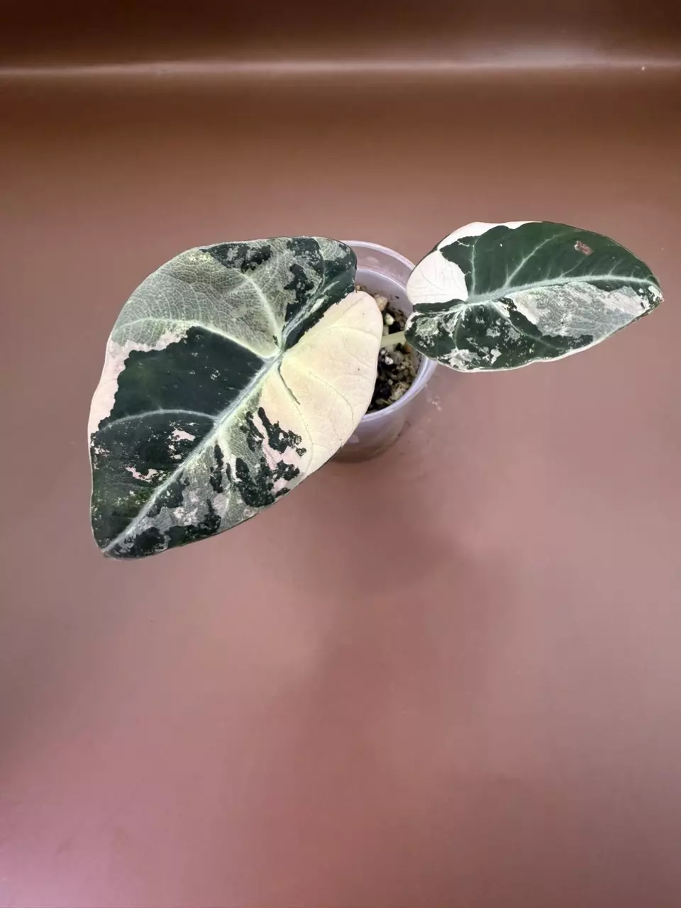 Alocasia Pink Black Velvet pup thumbnail