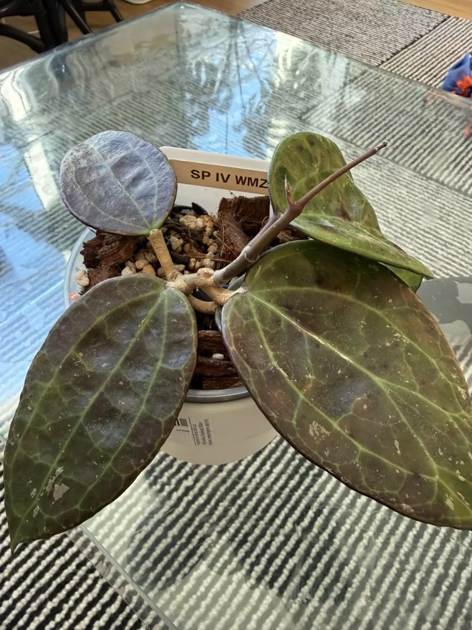 Hoya sp. IV. WMZ 4” (Welsh Mountain Zoo) thumbnail