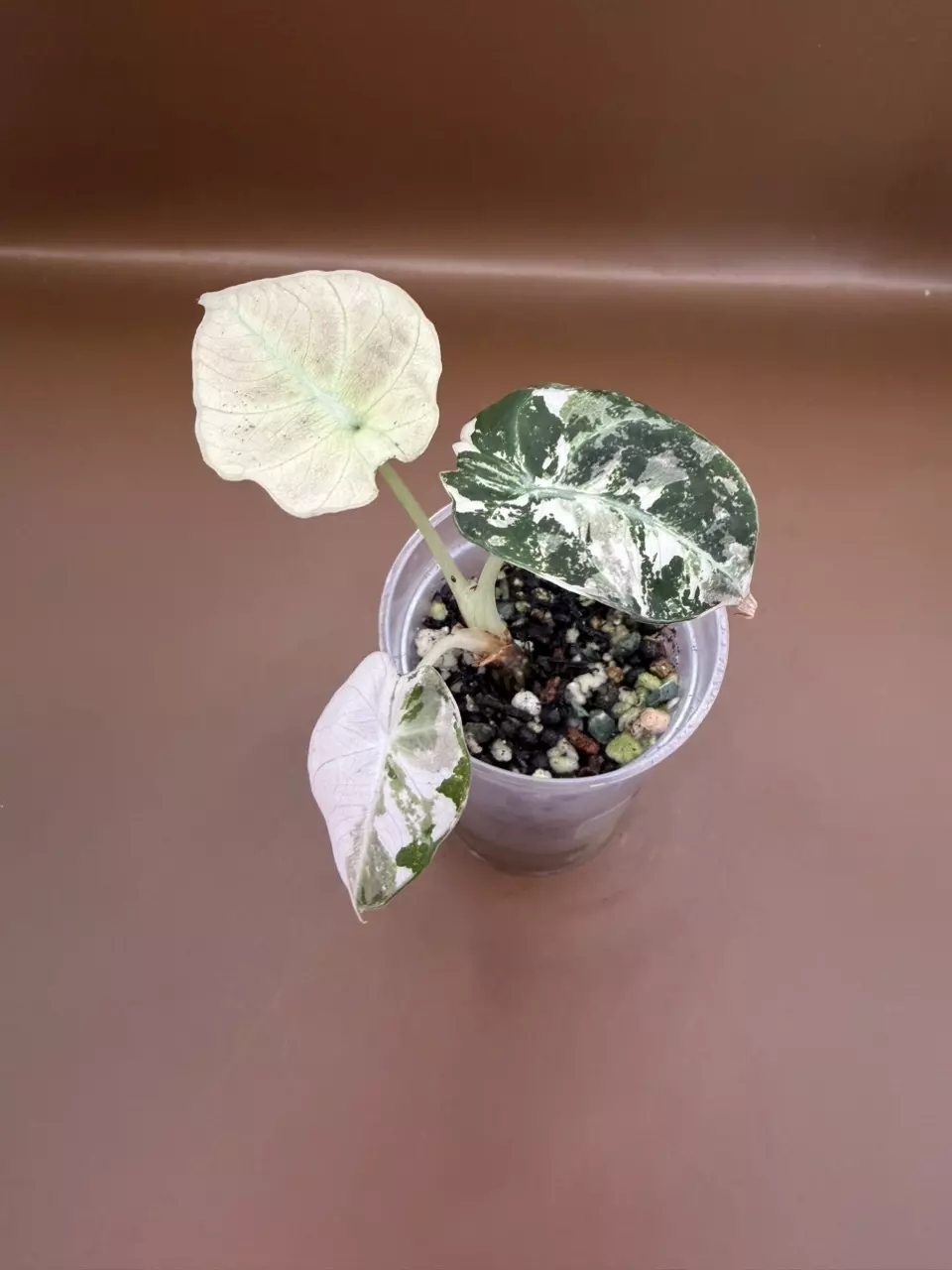 Alocasia Pink Black Velvet pup thumbnail