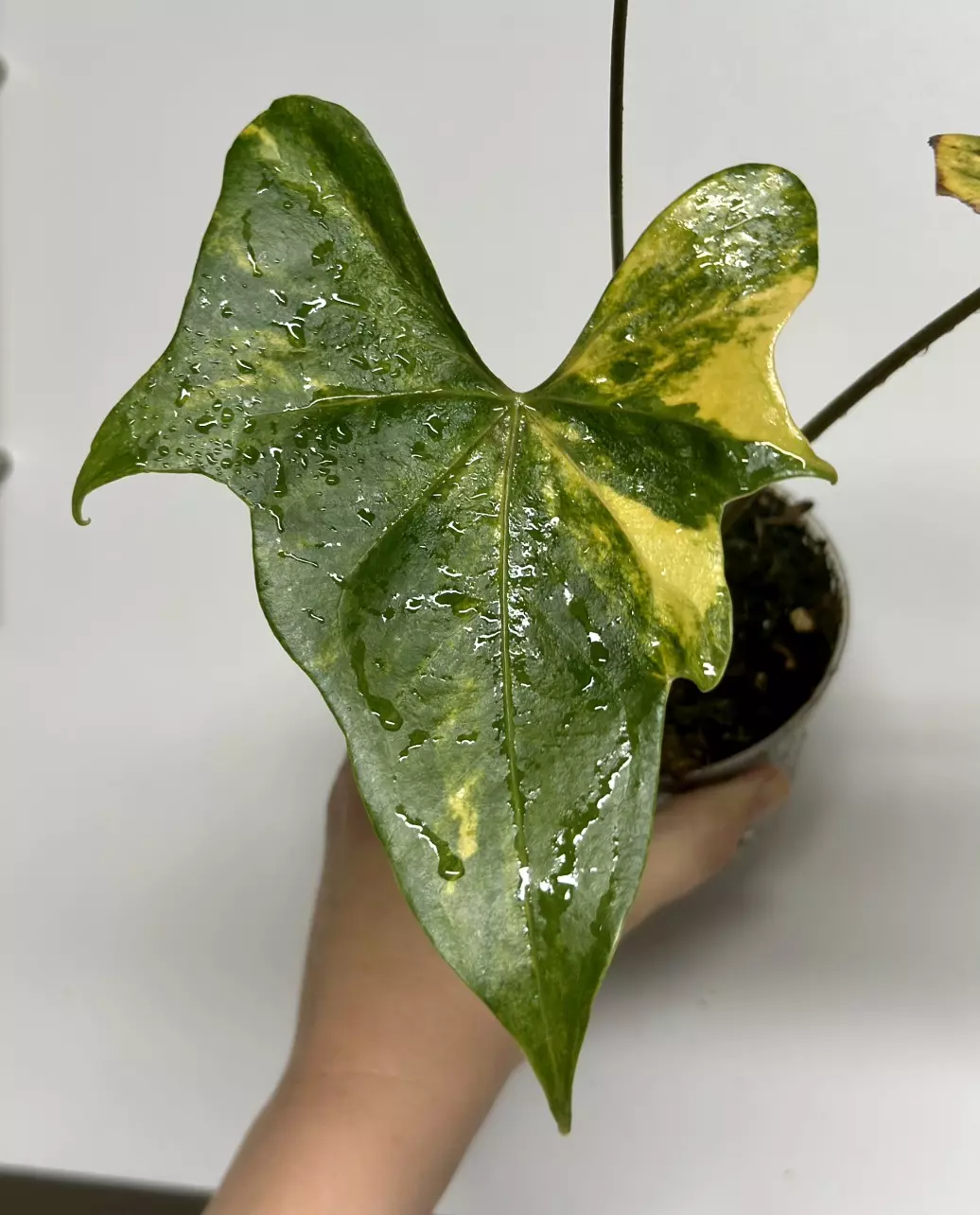 Variegated Anthurium Pterodactyl thumbnail