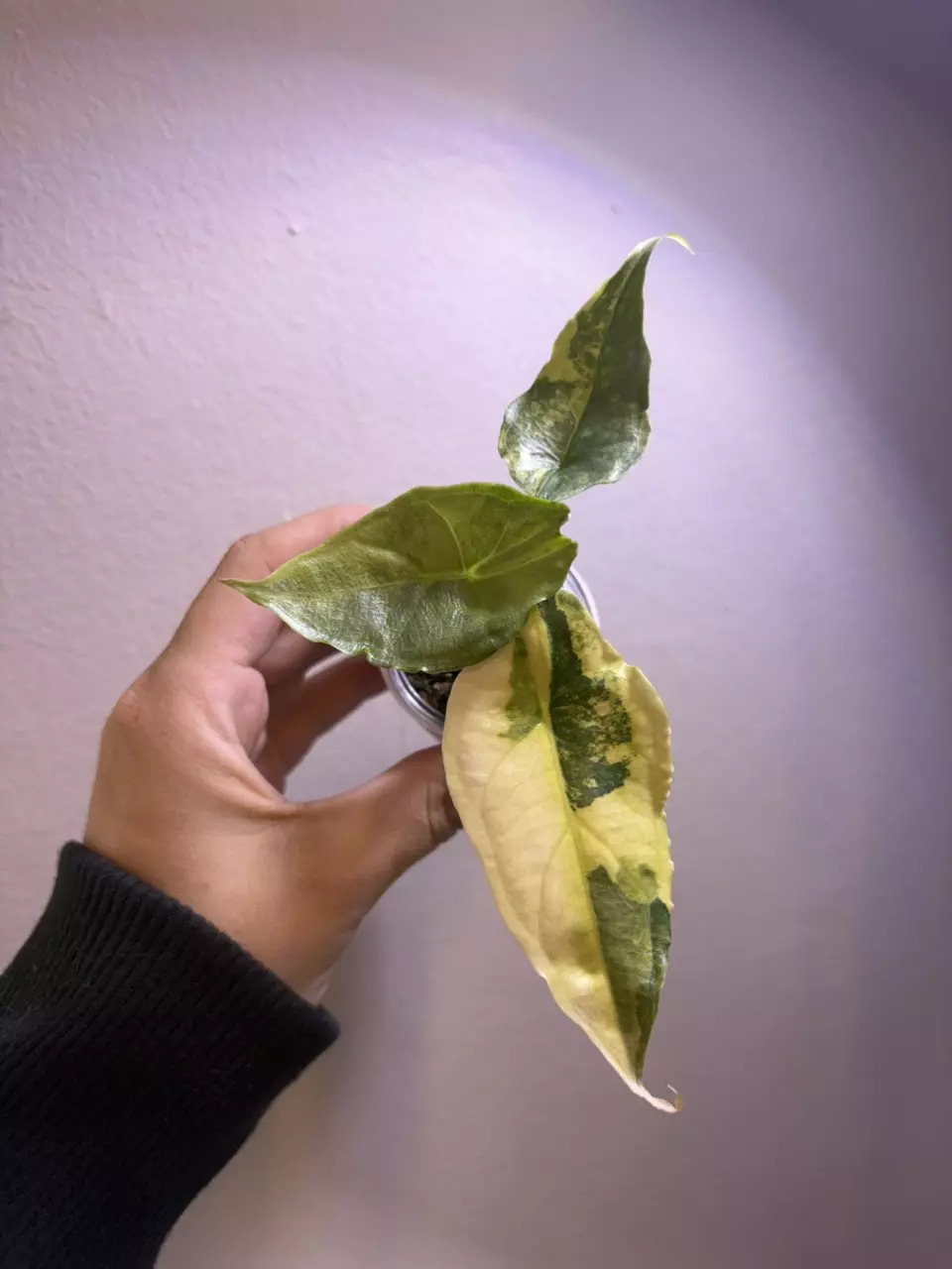 ✨Alocasia Dragons Breath Aurea✨ thumbnail