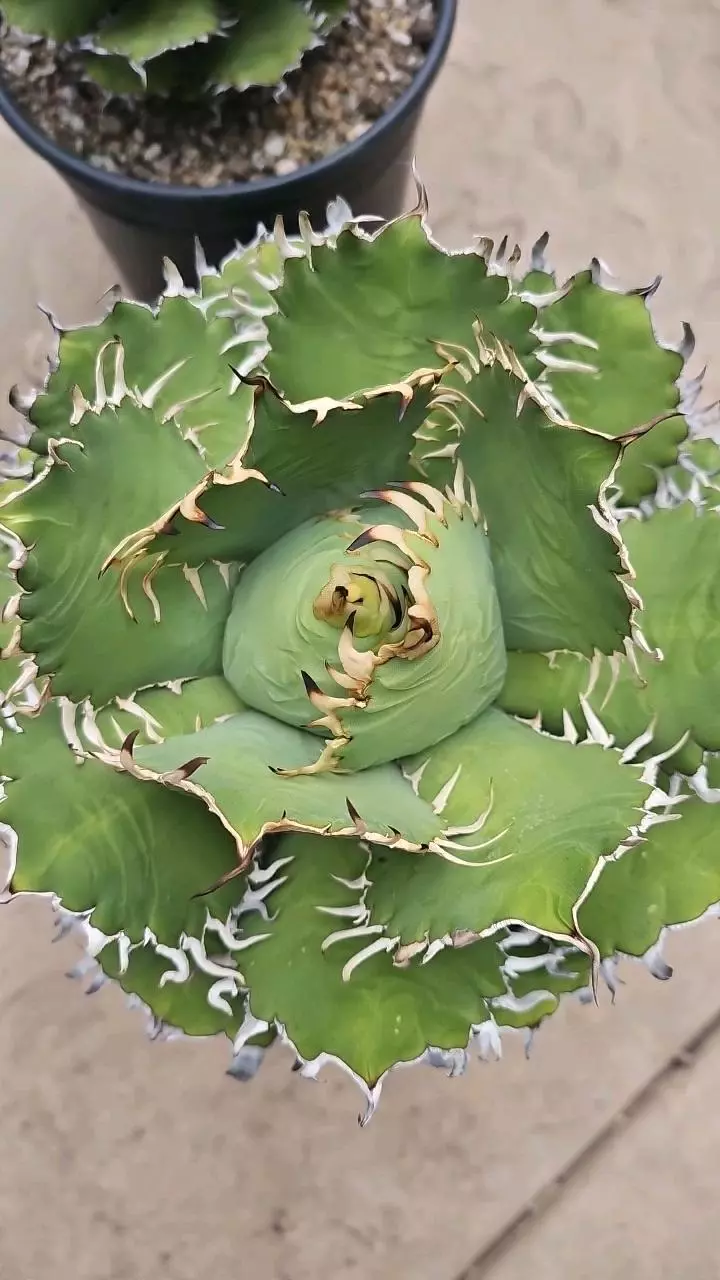 Agave  steroids Filigree 5gal thumbnail