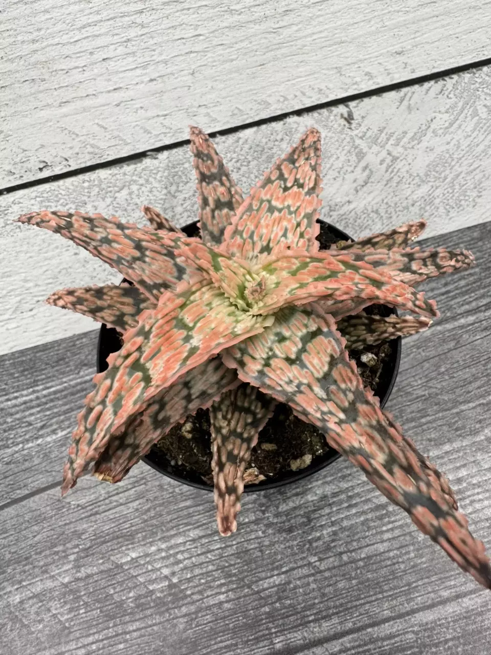 PS681 Aloe ‘Lacey’ thumbnail