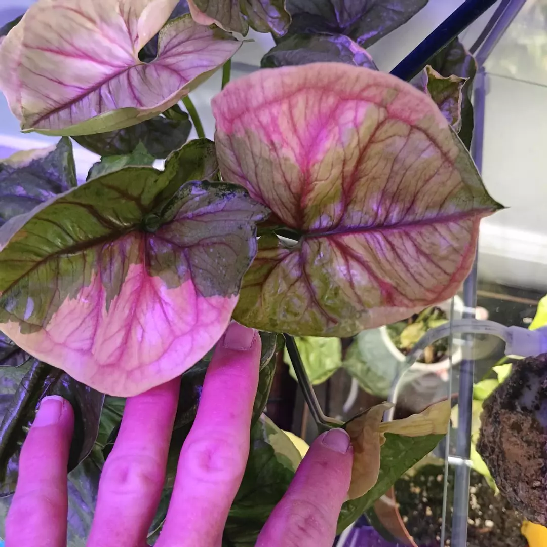 Syngonium Mango Allusion Variegated #1 thumbnail