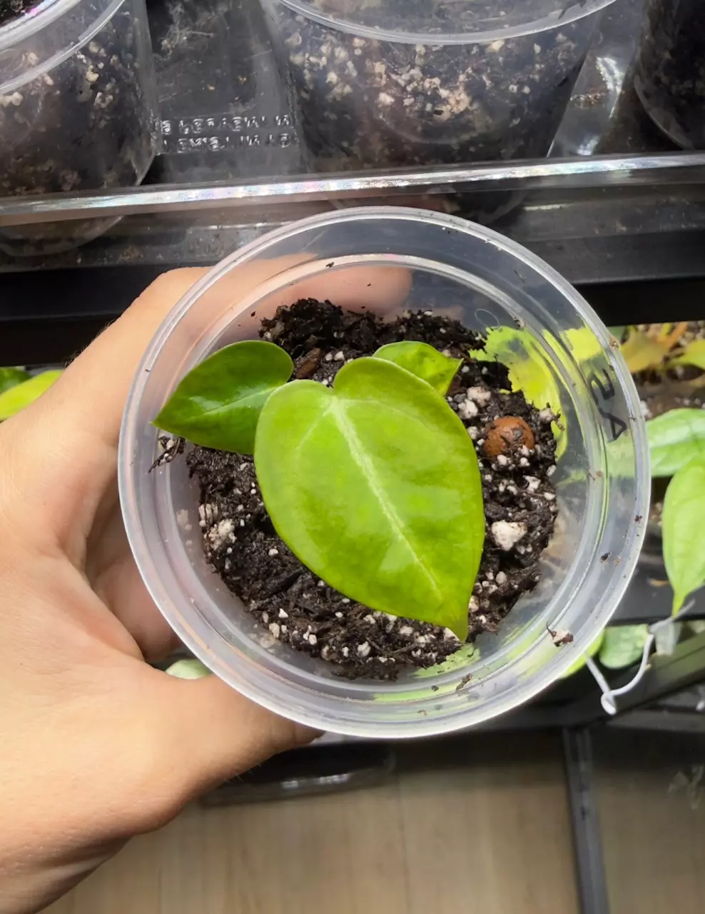 Anthurium Silver Blush (read description) A5 thumbnail