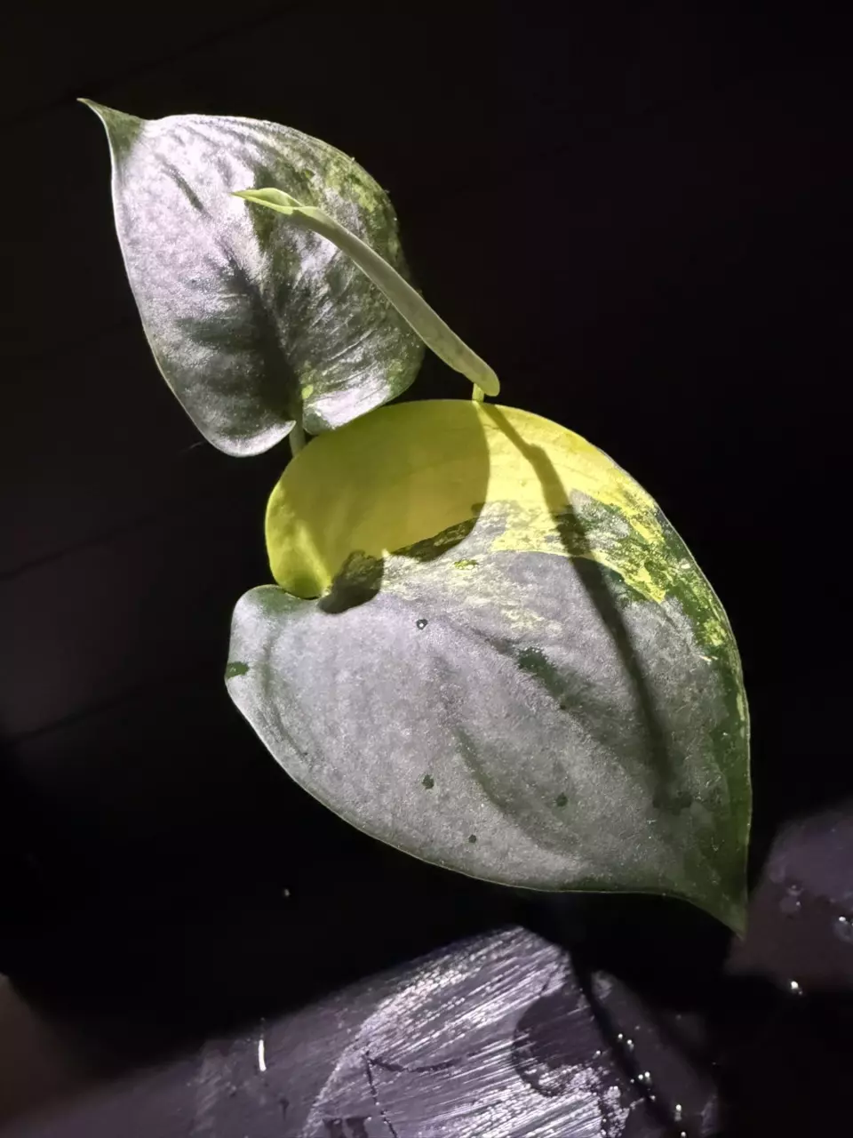 JADE SATIN AUREA SCINDAPSIS 💚💛 thumbnail