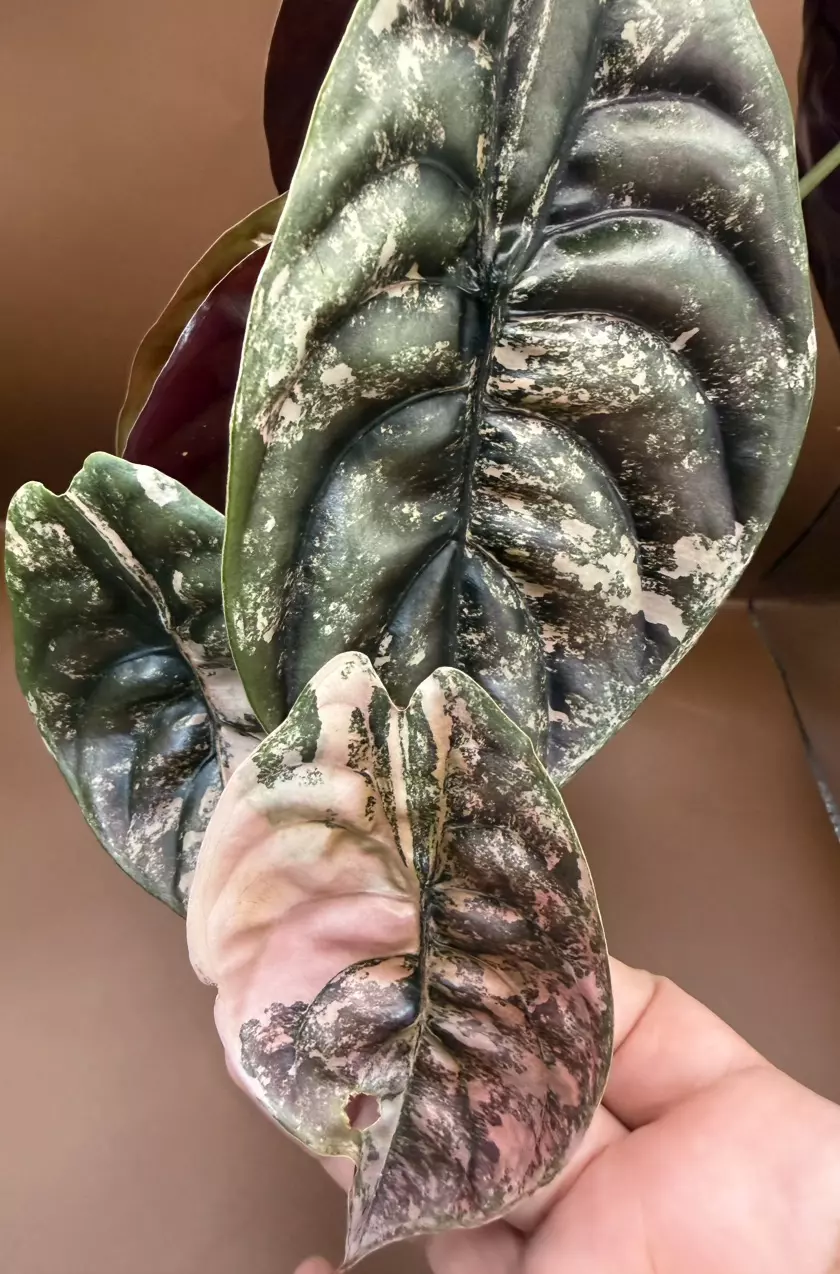 Alocasia Strawberry Latte Cuprea (momma size) thumbnail
