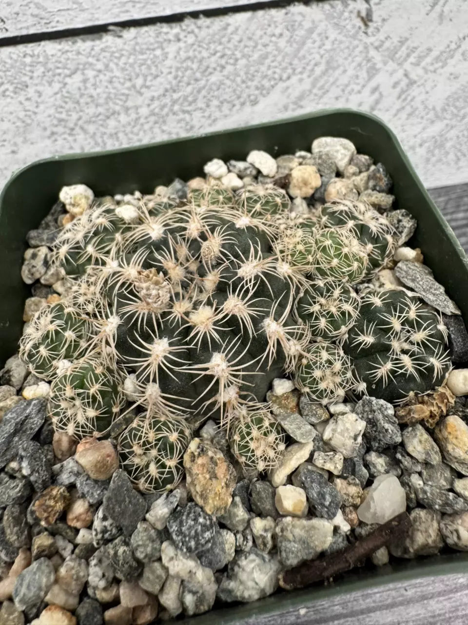 PS695 Gymnocalycium bruchii thumbnail