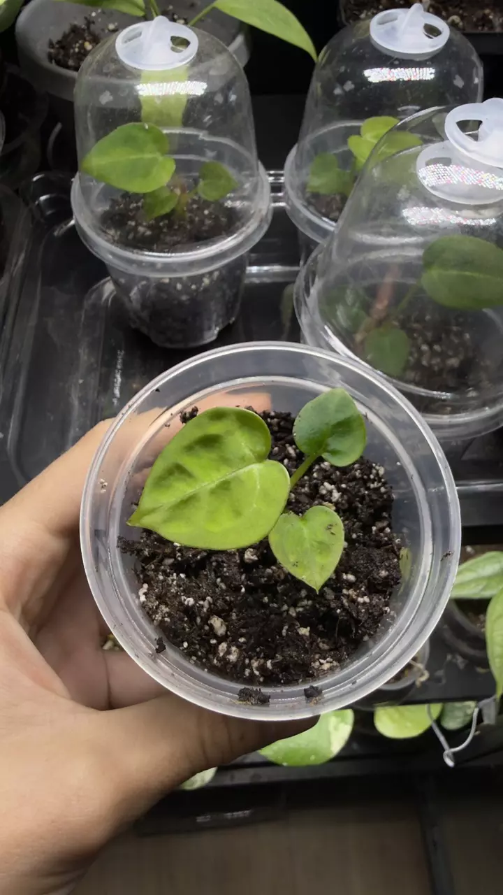 Anthurium Silver Blush (read description) A3 thumbnail