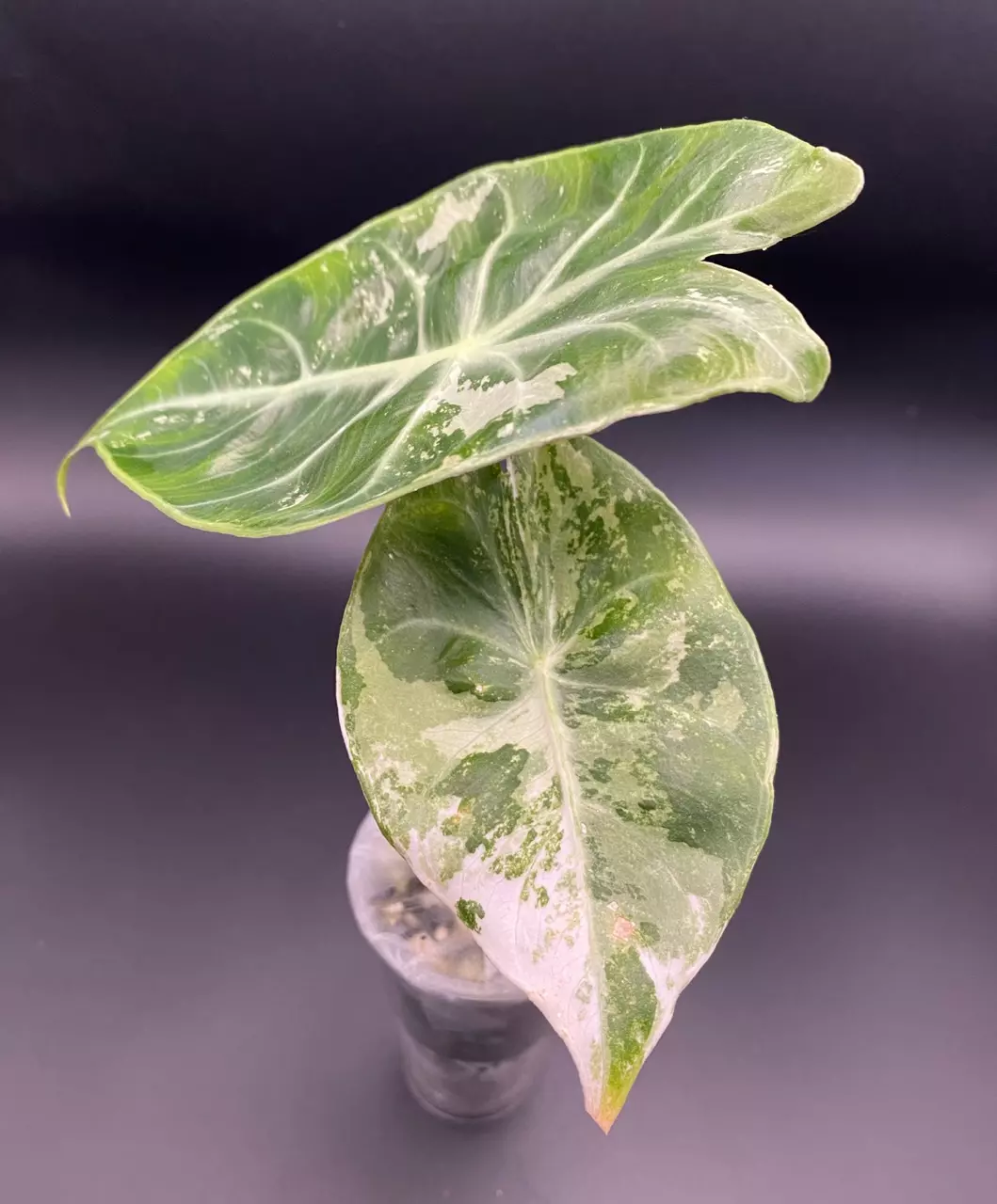 Alocasia Pink Dragon Albo thumbnail