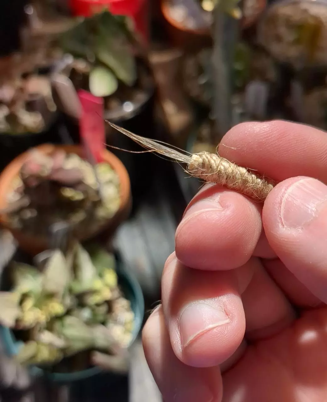 Euphorbia Pollination Brushes thumbnail