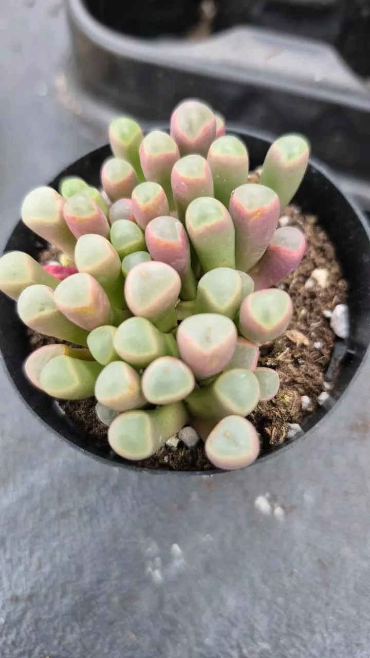 F9 Fenestraria aurantiaca thumbnail