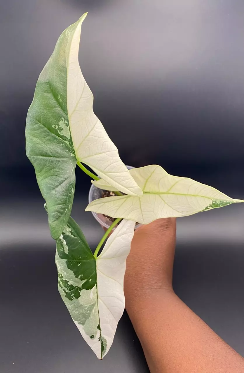 Alocasia Simpo Albo thumbnail
