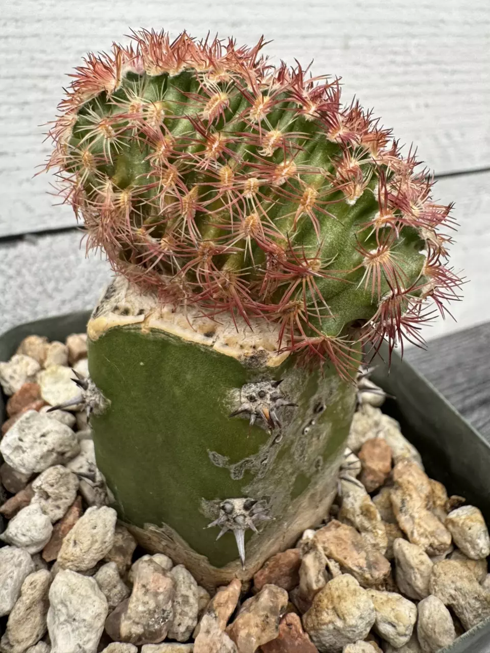 PS683 Echinocereus pectinatus thumbnail
