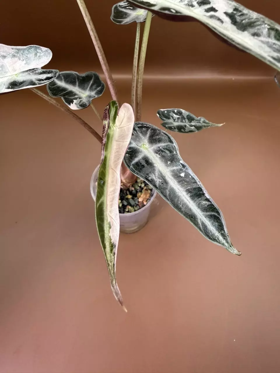 Alocasia Pink Bambino pup thumbnail