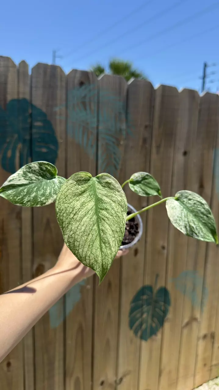 Monstera Mint 3” thumbnail