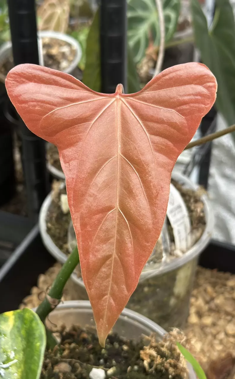 Anthurium SEEDS thumbnail