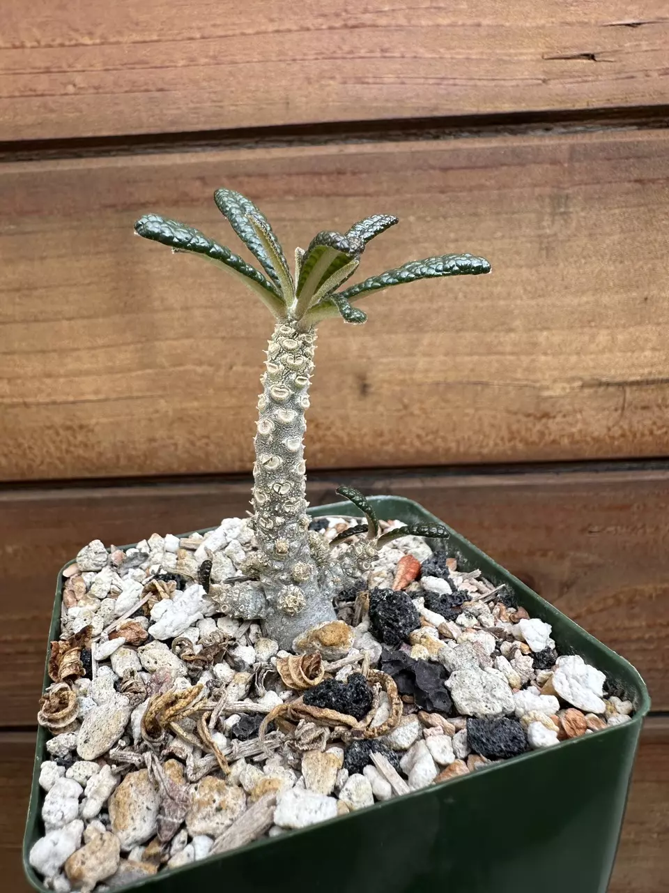 Dorstenia gigas - Socotra Fig Tree - Live Rare Succulent Plant 🔥 thumbnail