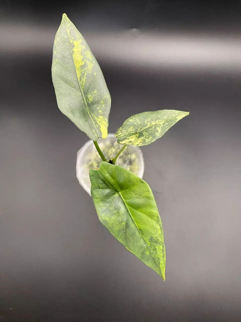 Alocasia Simpo Aurea Pup (Corm grown) thumbnail