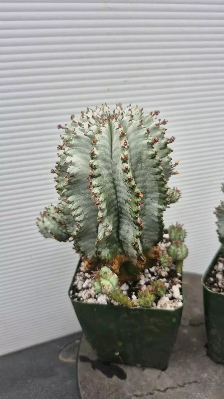 E33 Euphorbia horrida hybrid- multi- headed plants thumbnail