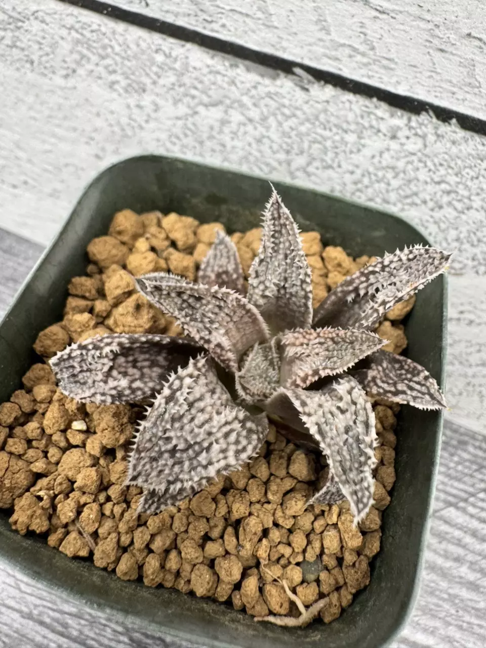 PS690 Renny Haworthia Suna Oujyo thumbnail
