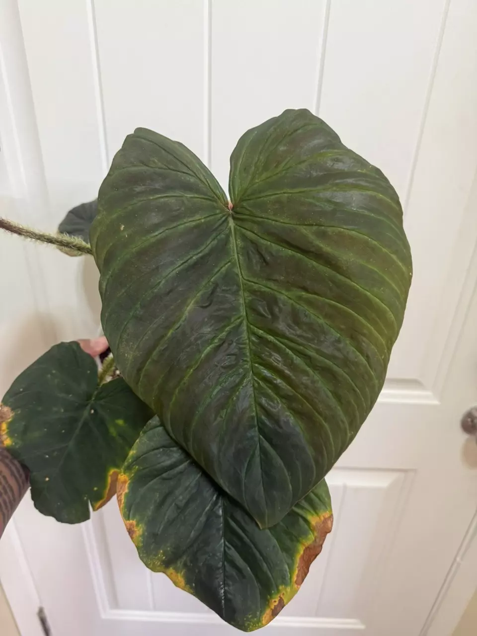 Philodendron Verrucosum Titanium thumbnail